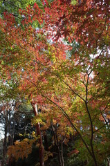 Red autumn leaves of Japanese Maple
