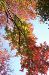 Red autumn leaves of Japanese Maple
