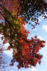 Red autumn leaves of Japanese Maple
