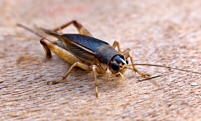 Cricket insects on brown wooden floor