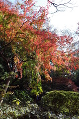 Red autumn leaves of Japanese Maple
