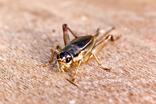 Cricket insects on brown wooden floor