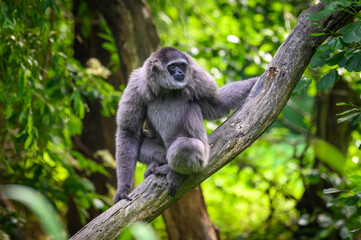 Portrait of a silvery gibbon sitting on a branch