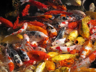 Obraz na płótnie Canvas Fish Feeding Frenzy