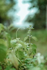 little plants in forest 