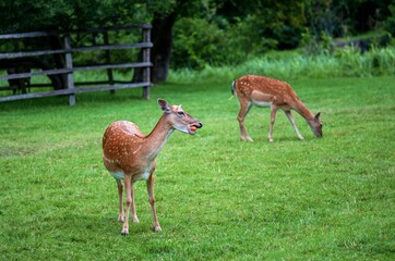fallow deers in meadow