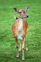 fallow deer in meadow