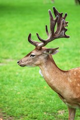 fallow deer in meadow