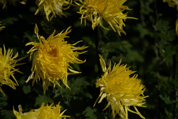 Light Yellow flowers of Chrysanthemum 'Edo Giku' in full bloom
