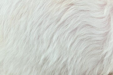 White Fur Background Close-up Design Abstract Backdrop