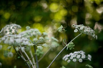 Fleur sauvage blanche - nature biodiversité