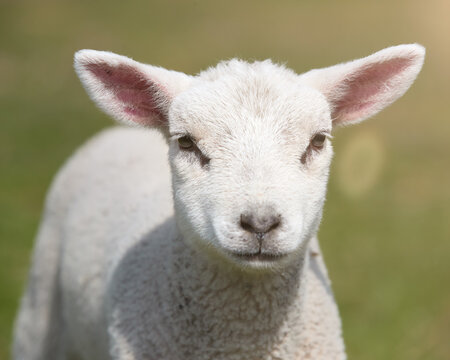 Close up portrait of a young white lamb