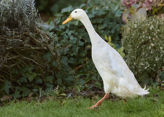 White Indian runner duck in garden