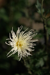 Light Cream flowers of Chrysanthemum 'Edo Giku' in full bloom
