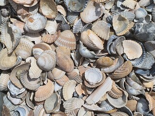 sea shells gravel texture and background