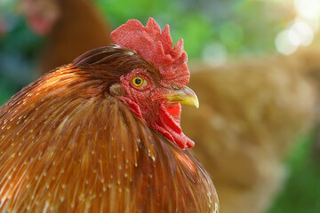 Close up of red rooster