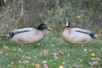 Two wild ducks in the park
