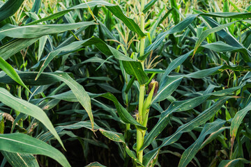 corn in mountain rain season.