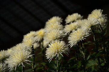 Light Cream flowers of Chrysanthemum 'Edo Giku' in full bloom
