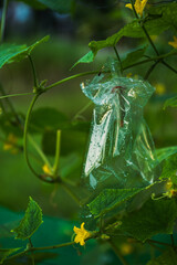 Protecting Cucumbers From Insects By Wrapping Bags