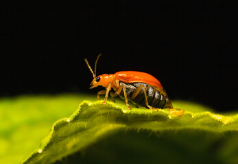 Pumpkin beentle Cucurbit Leaf Beetle or Yellow Squash Beetle it is classified as one of the insect pests.