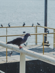 Pigeons grip on iron railing at public transport pier.river background