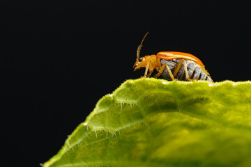 Pumpkin beentle Cucurbit Leaf Beetle or Yellow Squash Beetle it is classified as one of the insect pests.