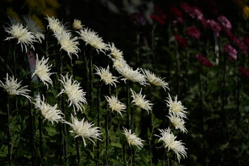 White flowers of Chrysanthemum 'Edo Giku' in full bloom
