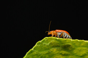 Pumpkin beentle Cucurbit Leaf Beetle or Yellow Squash Beetle it is classified as one of the insect pests.