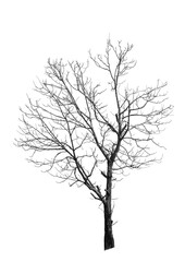 Fototapeta na wymiar tree silhouette isolated on white