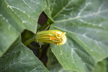 Common pumpkin or Cucurbita pepo. The beginning of summer flowering of a plant of the family...