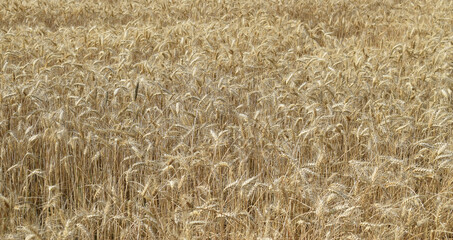 Campo cultivo de trigo en Cataluña España
