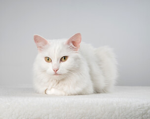 Pure white cat with turquoise blue eyes and pink defective ears