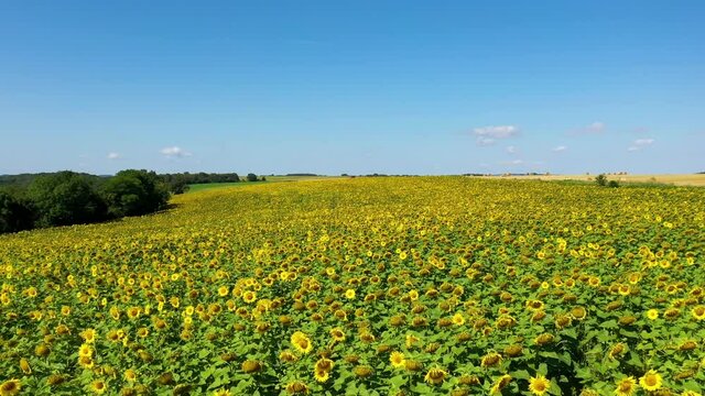 field of sunflowers in bourgogne in france