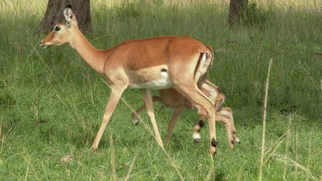 Impala  (Aepyceros melampus ) licking her just born fawn.