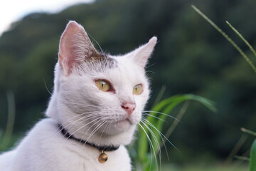 猫のクローズアップ写真