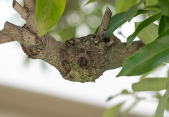 動物の顔をした木の幹