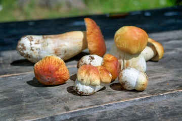 Forest edible mushrooms. Freshly picked boletus on wooden background. Ceps Boletus edulis over wooden background, rustic table.