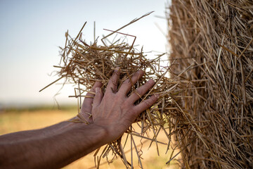 A man  holds out fresh hay in his hand for horses © Sanja