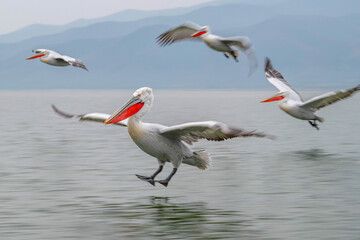 Dalmatian pelicans in flight
