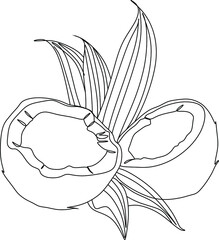 Coconuts with leavesline art