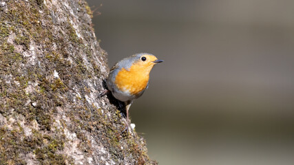bird, robin, natur, wild lebende tiere, tier, wild, garden, ast, rot, rotkehlchen,