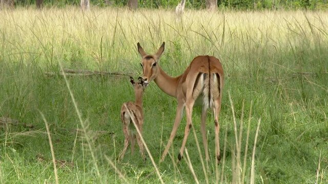 Impala  (Aepyceros melampus ) licking her just born fawn.
