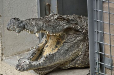 Crocodile d'Afrique de l'Ouest