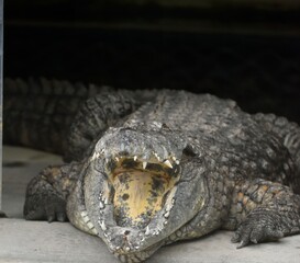 Fototapeta premium Crocodile d'Afrique de l'Ouest