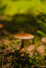 mushroom in the grass