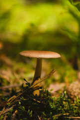 mushroom in the forest
