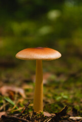 mushroom in the forest