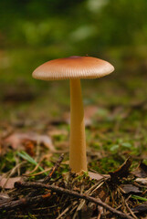 mushrooms in the forest