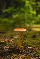 mushroom in the grass